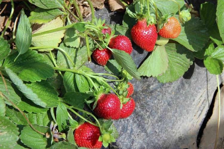 Meslek liseliler tarımsal üretimde yer alıyor haberinin görseli