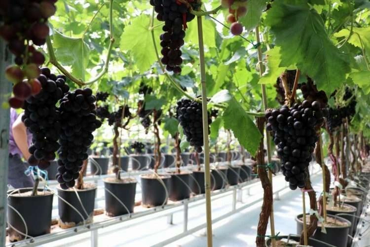 Manisa'nın erkenci üzümünde hasat zamanı haberinin görseli