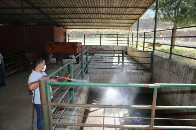 Manisa'da canlı hayvan noktaları ilaçlanıyor haberinin görseli