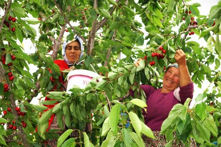 Karaman’da kiraz hasadı başladı haberinin görseli