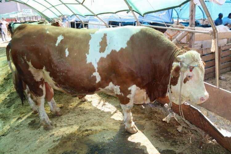 İzmir'de kurbanlık dana, araba fiyatına satıldı  haberinin görseli