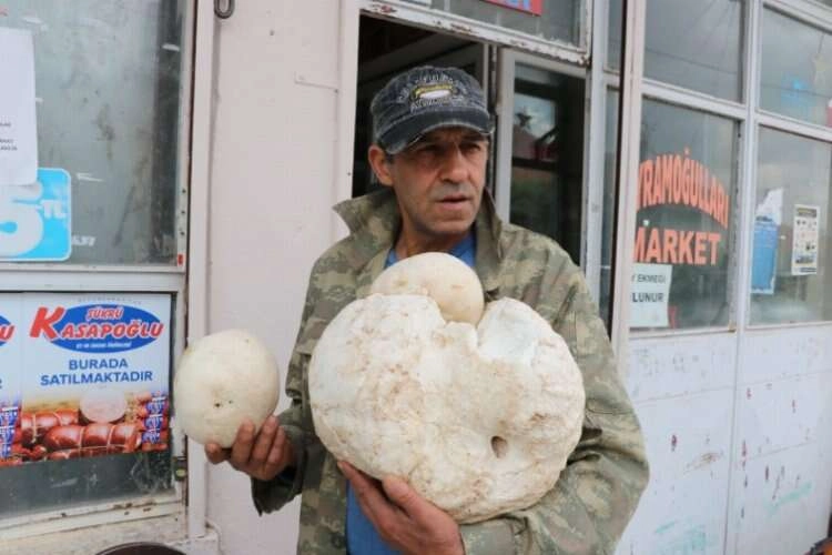 Afyonkarahisar'da bu mantarı görenler hayrete düşüyor haberinin görseli