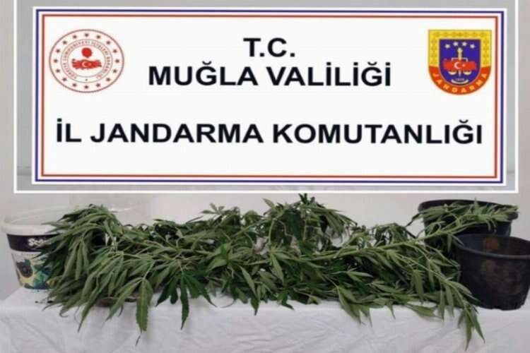 Uyuşturucu tacirlerine eş zamanlı operasyon haberinin görseli