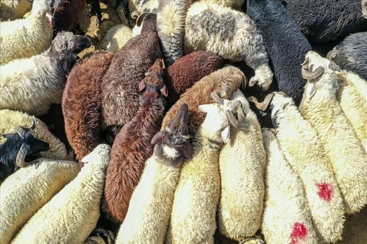Sokakta kurban kesene 3 bin 36 lira ceza haberinin görseli
