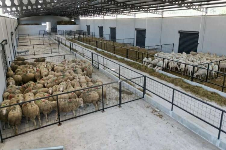 Aliağa'ya değer katacak ‘Damızlık Koyun Üretim Merkezi’ haberinin görseli