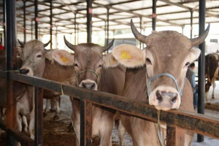Kütahya'da 'Canlı Hayvan Pazarı' açıldı haberinin görseli