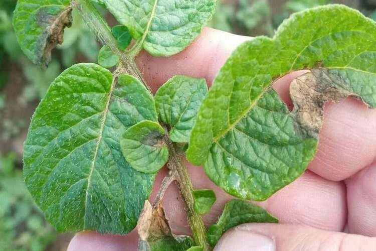 Afyonkarahisar'da mantar hastalığı üreticiyi üzdü haberinin görseli