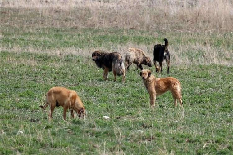 Başkentliler başıboş köpek sorununa çözüm istiyor! haberinin görseli