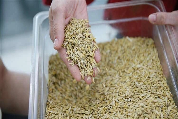 Hasat döneminin ilk mahsulü arpa, borsaya getirildi haberinin görseli