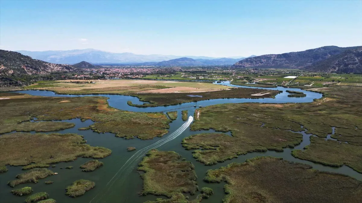 Dalyan sazlıklarında bayram hareketliliği! - 1919