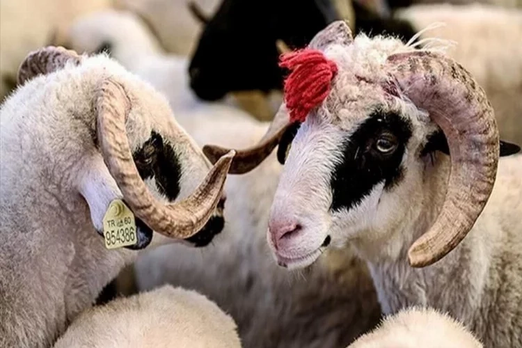 Kurban nedir? Kurban Bayramı’nın önemi nedir? haberinin görseli