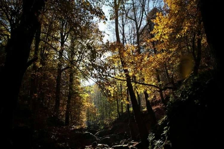 Balıkesir'de ormanlık alanlara giriş yasaklandı haberinin görseli
