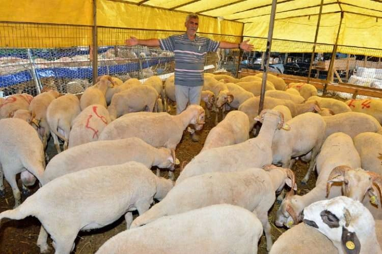 İzmir'de Kurban Bayramı hazırlıkları tamamlandı haberinin görseli