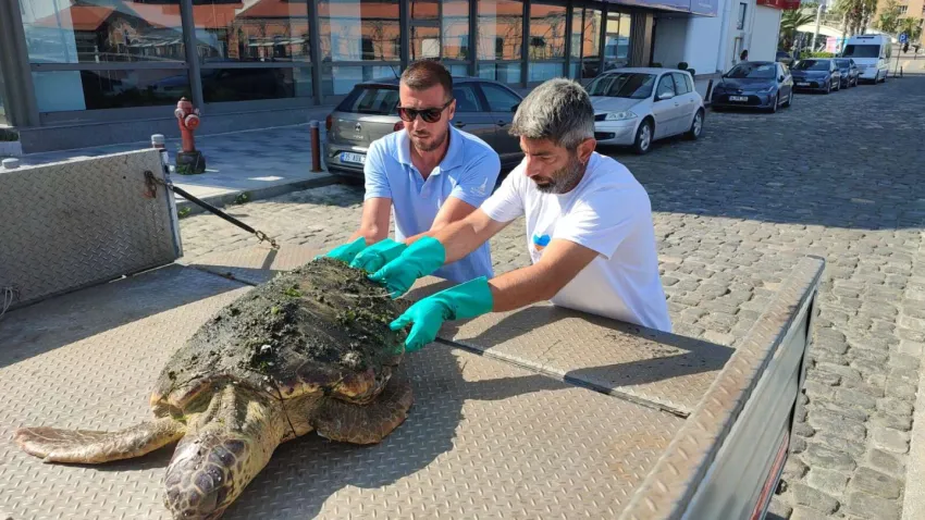 yaralı caretta caretta
