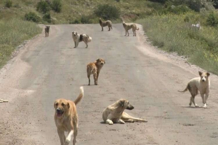 Terk edilen köpekler açlıktan birbirlerini yiyor haberinin görseli
