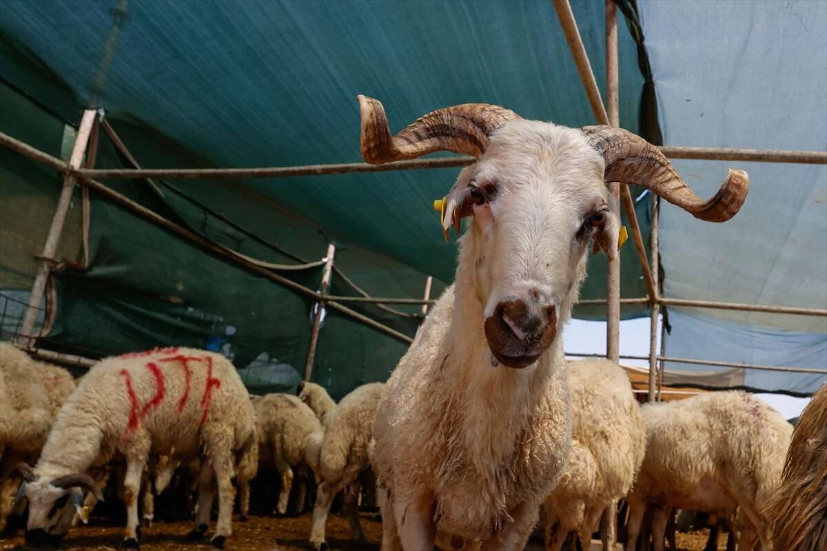 İzmir'deki hayvan pazarlarında pazarlık başladı