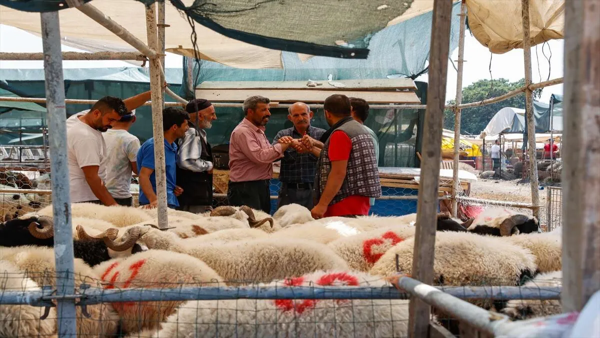 İzmir&#039;deki hayvan pazarlarında pazarlık başladı