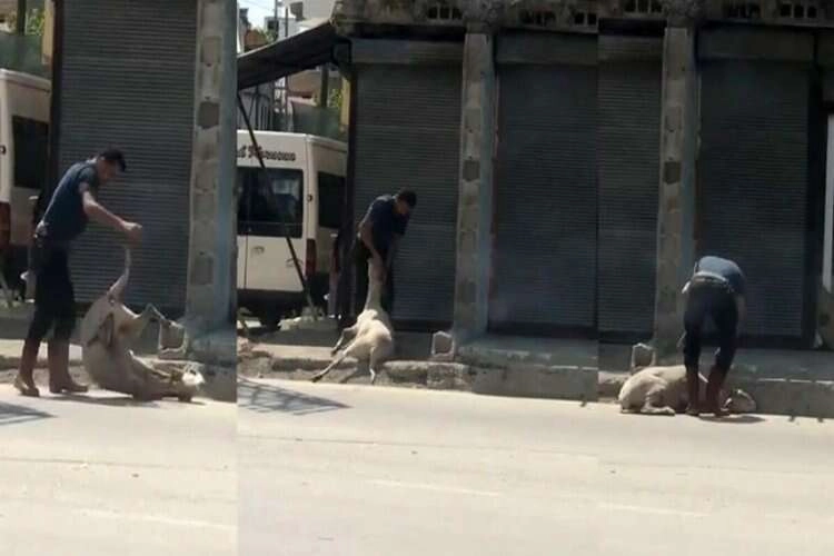 Koyunu döverek bayıltan kasaptan şok açıklama! haberinin görseli