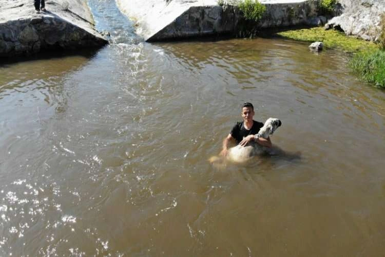 Hatay'da kurbanlıklar ırmakta serinliyor haberinin görseli