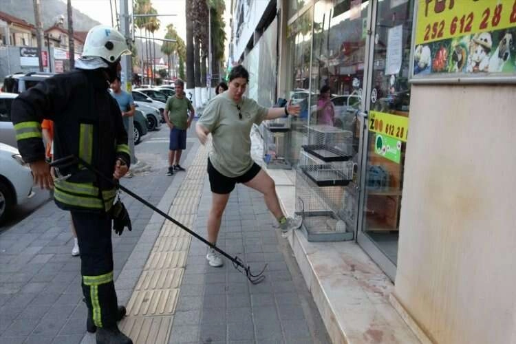 Muğla'da bir iş yerinden yılan çıktı haberinin görseli