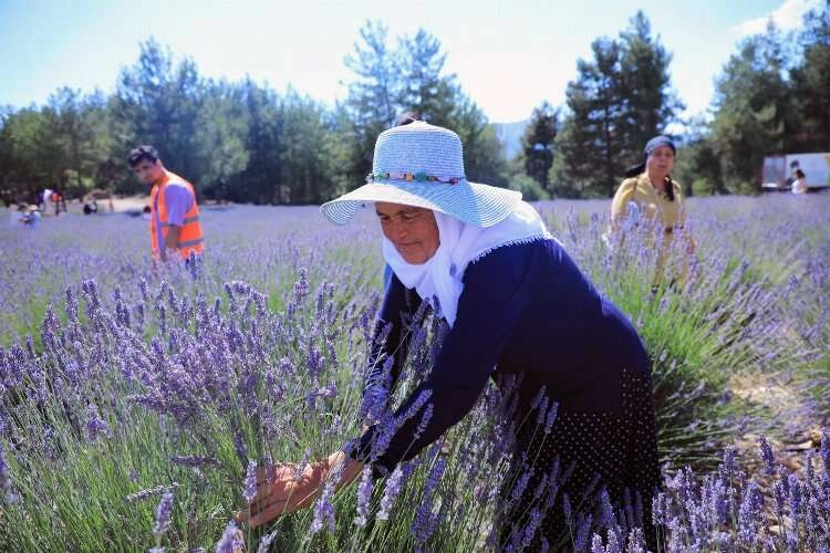 Muğla'nın lavanta bahçeleri ziyarete açlıyor