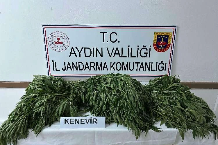 Aydın'da kenevir operasyonu! 90 kök kenevir ele geçirildi