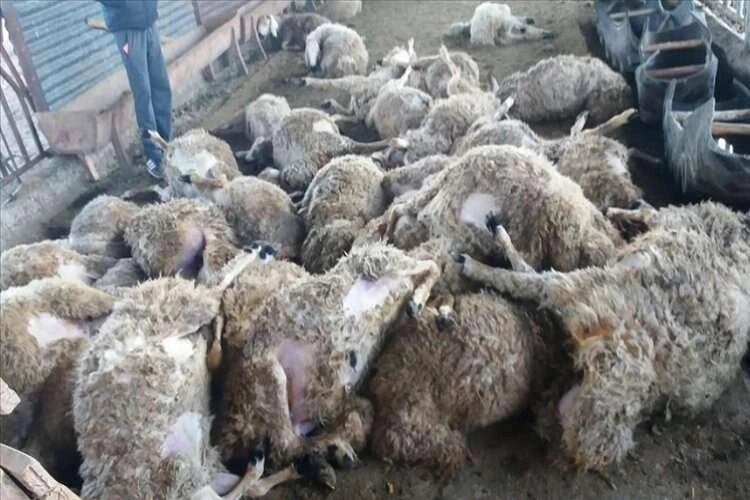 Sivas'ta ağıla giren kurt koyunları telef etti haberinin görseli