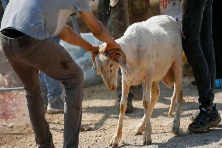 Kurban nasıl kesilir? Hangi dualar okunur? Kimler kesebilir? haberinin görseli