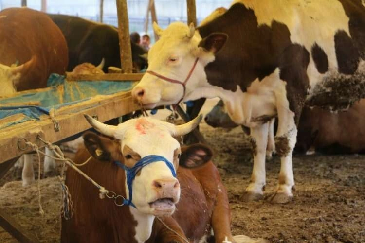 Rize’de kurban pazarlarında arife yoğunluğu haberinin görseli