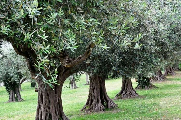 Menderes'te zeytin ağaçları satılıyor haberinin görseli