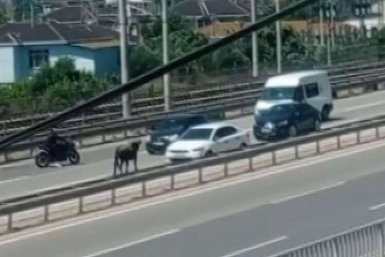 Kesimden kaçan dana D-100'ü birbirine kattı haberinin görseli