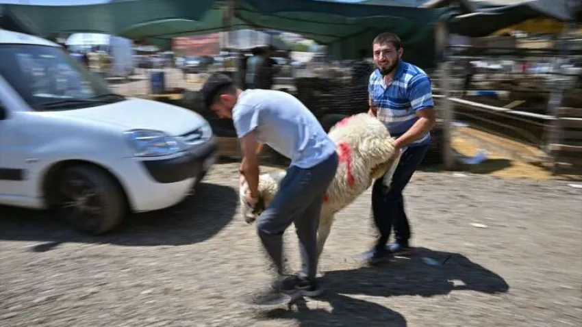 İzmir'de Kurban Bayramı'nın ilk günü kurbanlıkların satışa sunulduğu hayvan pazarlarında yoğunluk yaşanıyor
