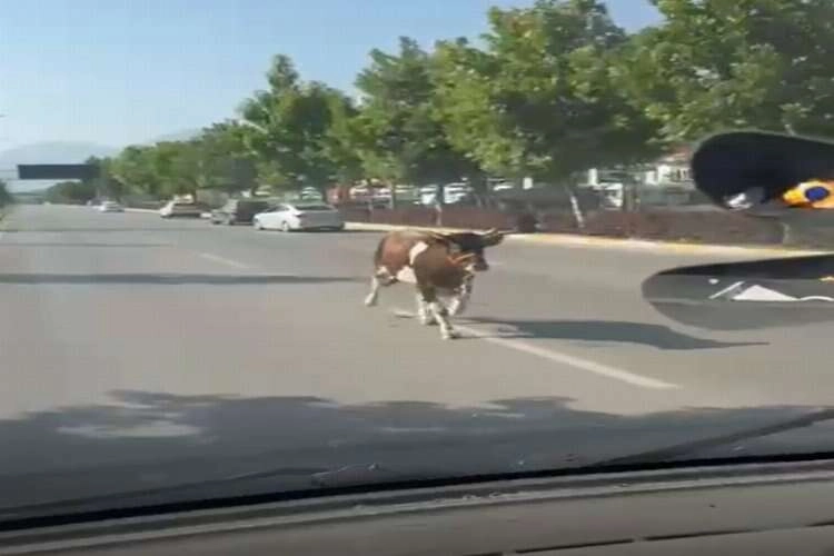 Denizli sokaklarında kurbanlıklar zor anlar yaşattı haberinin görseli