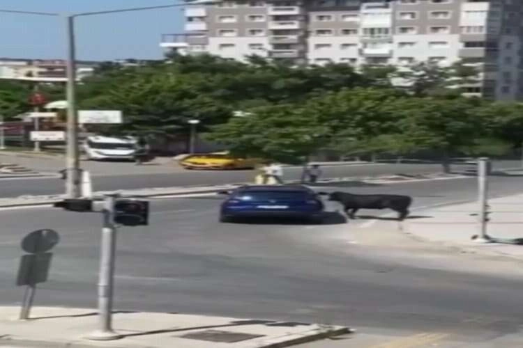 İzmir'de kurbanlıklar trafikte paniğe sebep oldu haberinin görseli