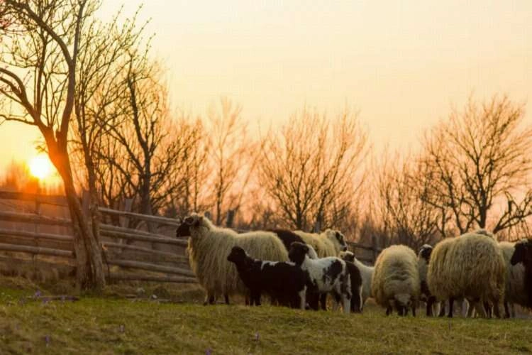 Bu vakitler dışında kurban kesmek caiz değil! haberinin görseli