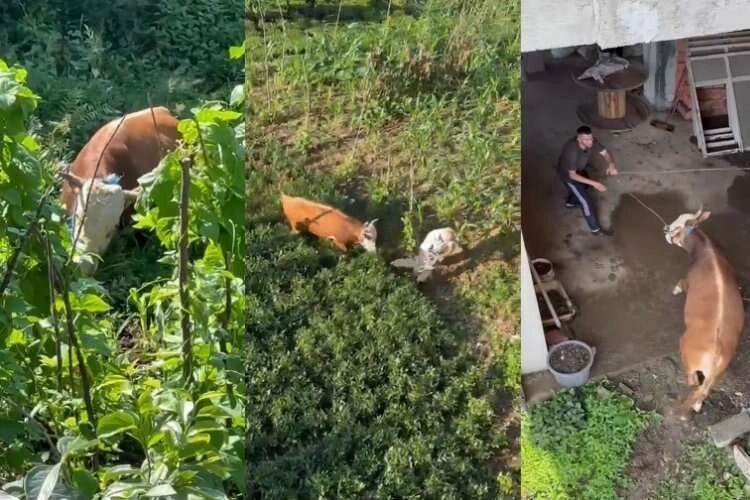 Rize'de kurbanlıklar sahiplerini terletti haberinin görseli