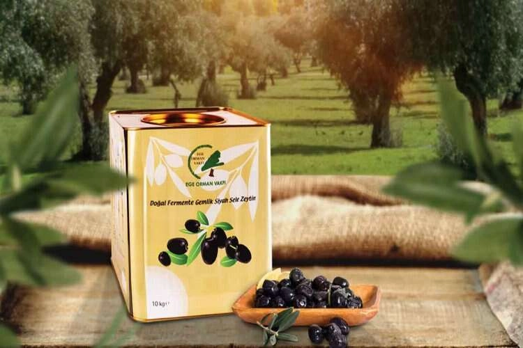 Migros ve Ege Orman Vakfı iş birliği ile zeytinler fidana dönüyor haberinin görseli
