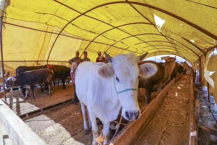 Yetiştiricinin elinde kalan kurbanlıklar ne olacak? haberinin görseli