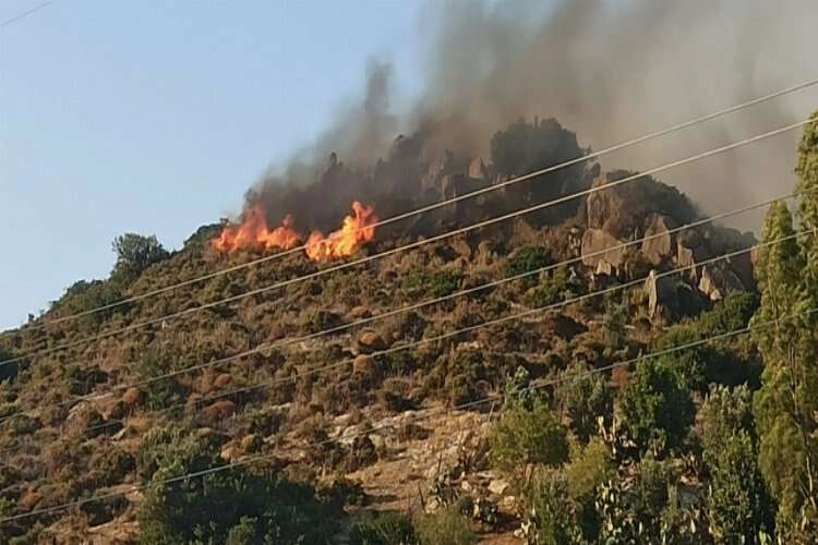 Muğla'da orman yangını: 29/06/2023 haberinin görseli