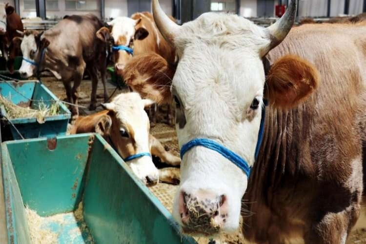Açıkta bırakılan kurban etleri tehlike saçıyor! haberinin görseli