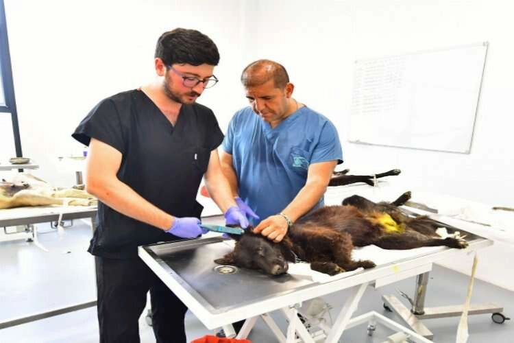 İzmir’de binlerce kedi ve köpek kısırlaştırıldı haberinin görseli
