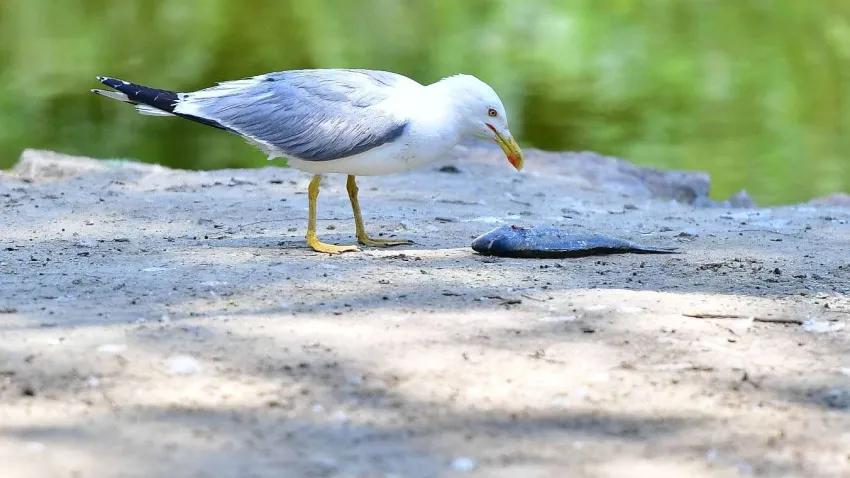 İzmir Doğal Yaşam Parkı kuşları