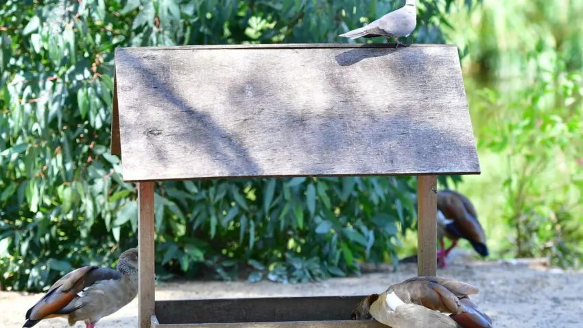 İzmir Doğal Yaşam Parkı kuşları