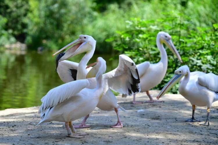 Göçmen kuşların uğrak yeri İzmir Doğal Yaşam Parkı haberinin görseli