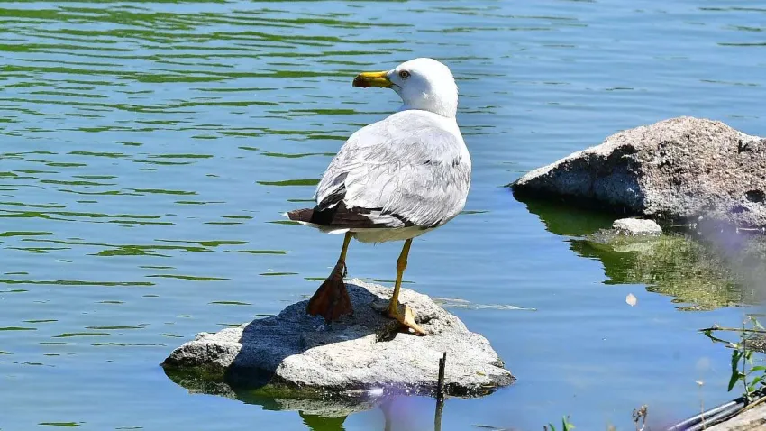İzmir Doğal Yaşam Parkı kuşları