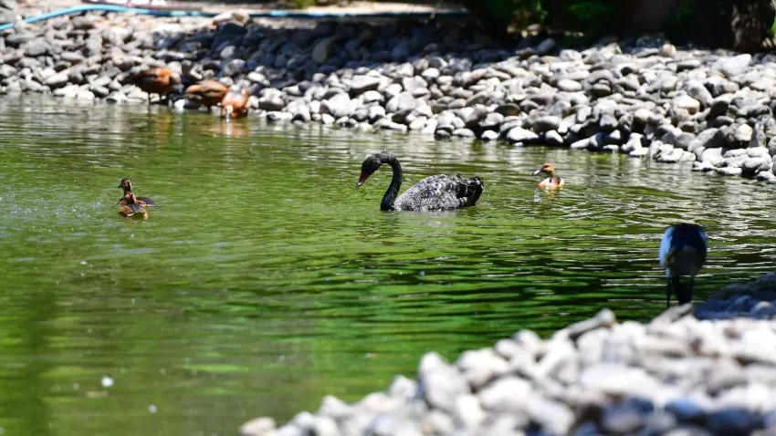 İzmir Doğal Yaşam Parkı kuşları