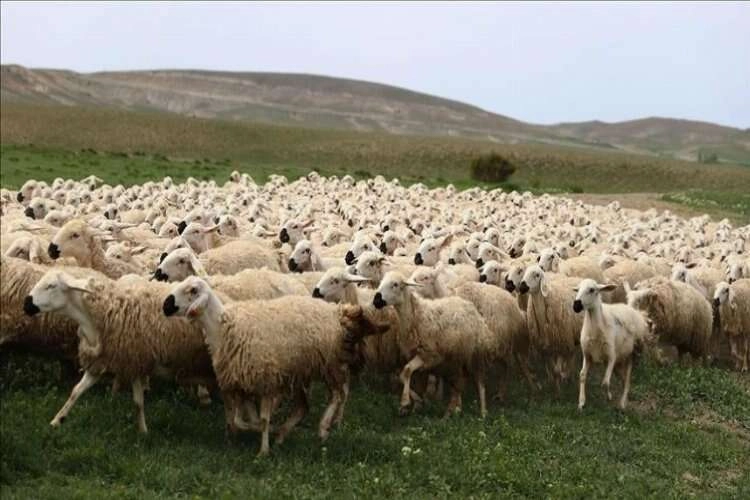 Bayramda ne kadar küçükbaş kurbanlık satıldı? haberinin görseli