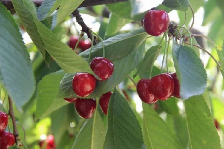 Anlaşma olmazsa kiraz dalında kalacak haberinin görseli