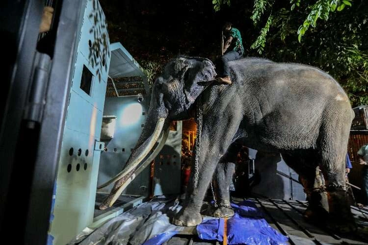 Tayland, Budist Tapınağı’nda işkence gören fili geri aldı haberinin görseli