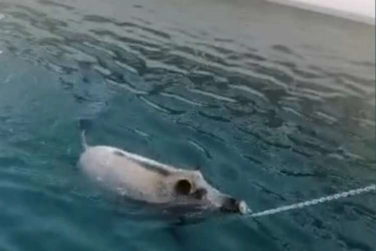 Orman yangınından kaçan domuz yüzerek limana geldi haberinin görseli